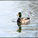 Quack quack by rosiekind