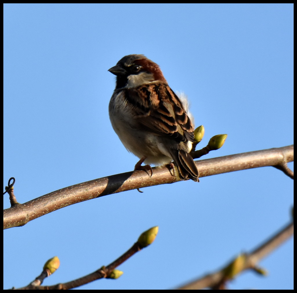 House sparrow by rosiekind