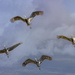 Sandhill Cranes Flying  by jgpittenger