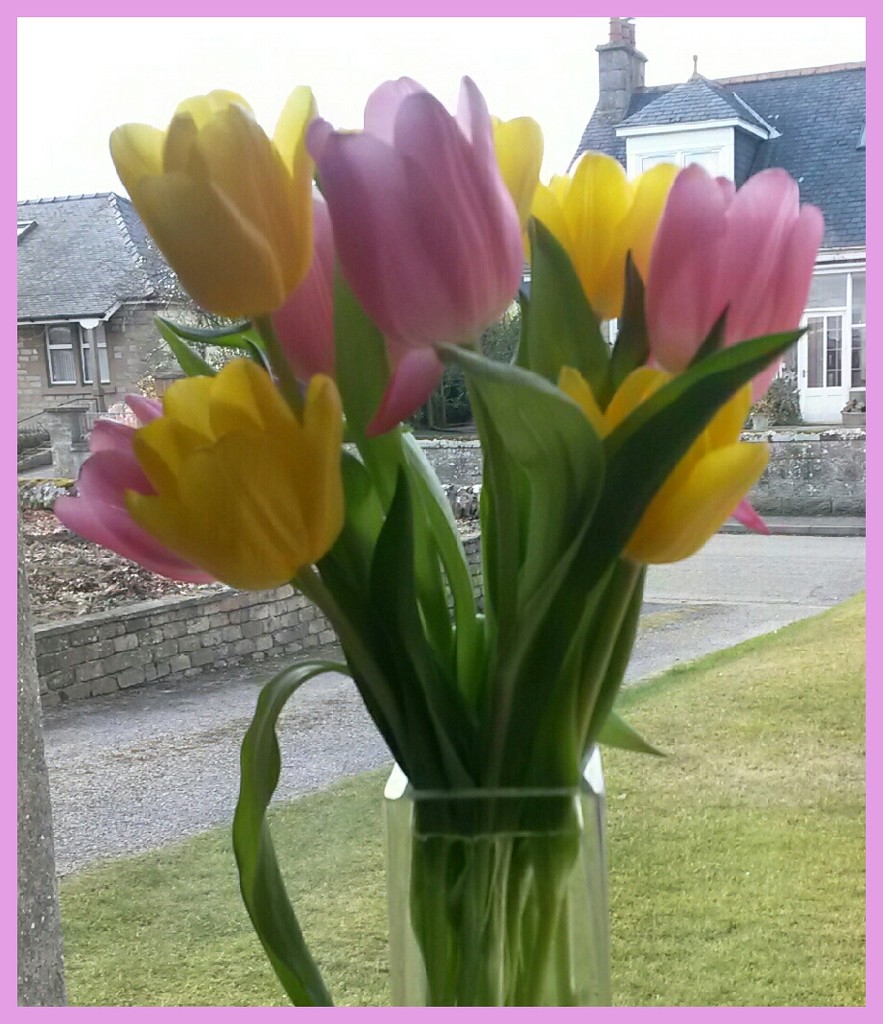 Tulips for mum by sarah19