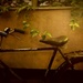The evening light slides over a bicycle by amrita21