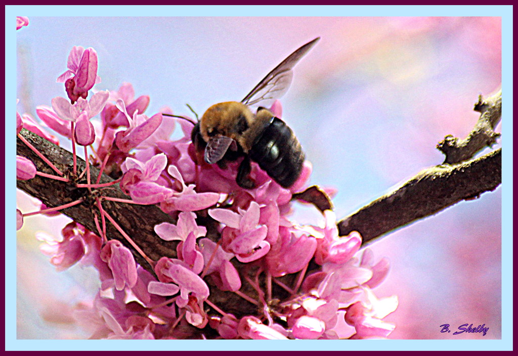 Buzzing of the Bees in the Redbud Trees by vernabeth