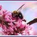 Buzzing of the Bees in the Redbud Trees by vernabeth