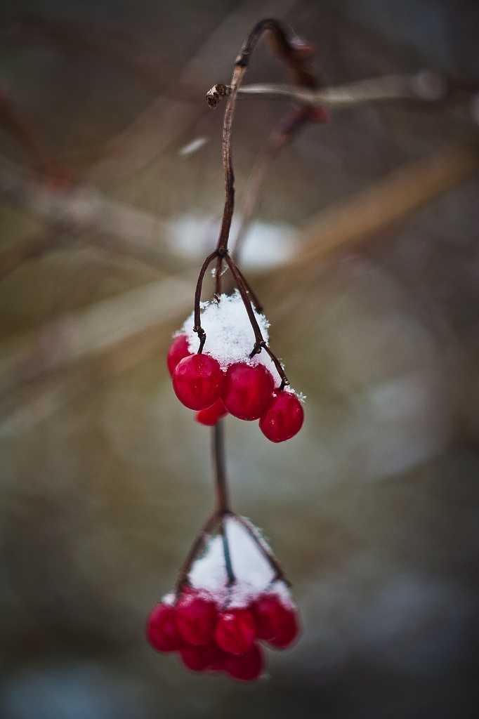 Berries... by edpartridge