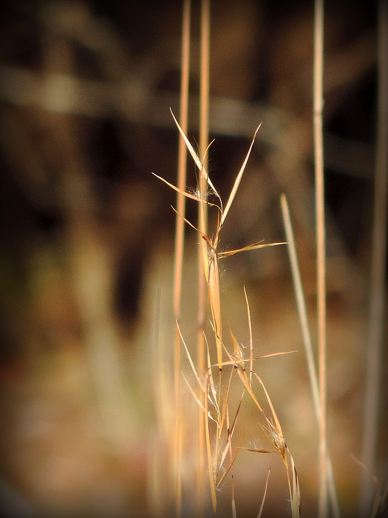Abstract grass by homeschoolmom