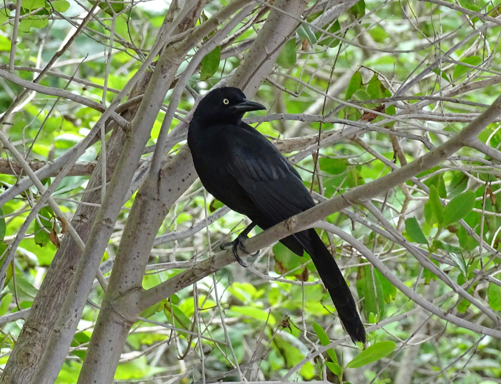 Great-tailed Grackle by annepann