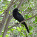 Great-tailed Grackle by annepann