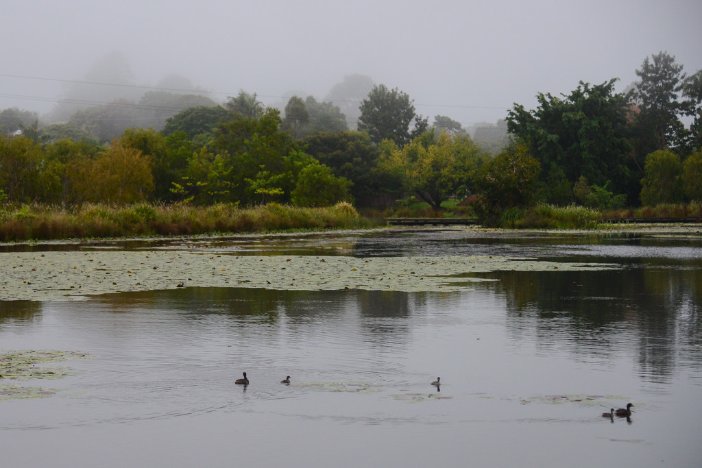 Mapleton Lily Ponds by jeneurell