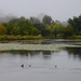Mapleton Lily Ponds by jeneurell