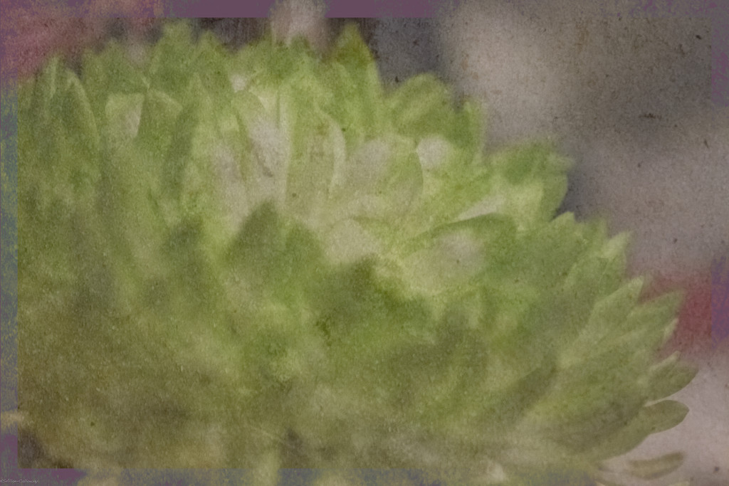 Green chrysanthemum by randystreat