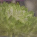 Green chrysanthemum by randystreat