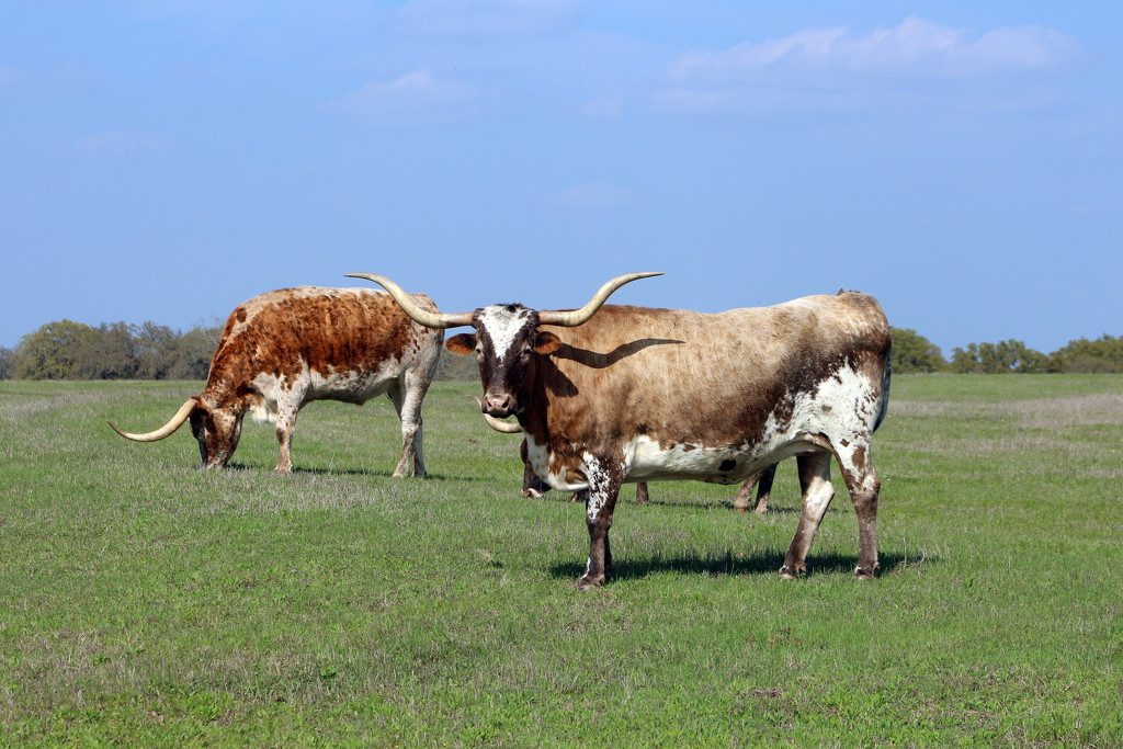 Texas Longhorns by gaylewood