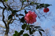 17th Mar 2016 - camellia in blue sky with branches