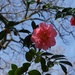 camellia in blue sky with branches by quietpurplehaze
