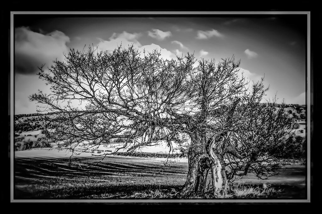 Twisted and gnarled by stuart46