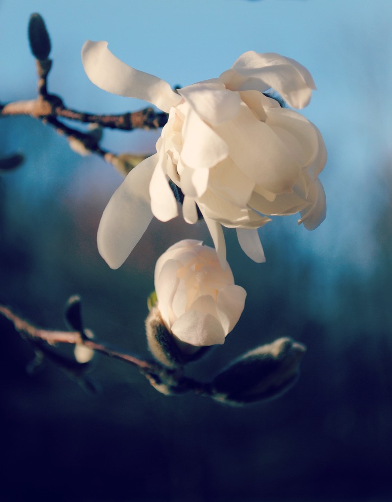 Creamy Dreamy Springtime: The Early Bloomer by alophoto