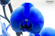 17th Mar 2016 - Blue orchid closeup