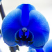 Blue orchid closeup by elisasaeter