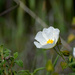 Sage-leaved rock rose by evalieutionspics