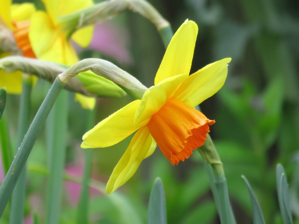 Daffodils by seattlite