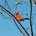 Cardinal in a Blue Sky by genealogygenie