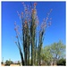 And the Ocotillo Flower by wilkinscd