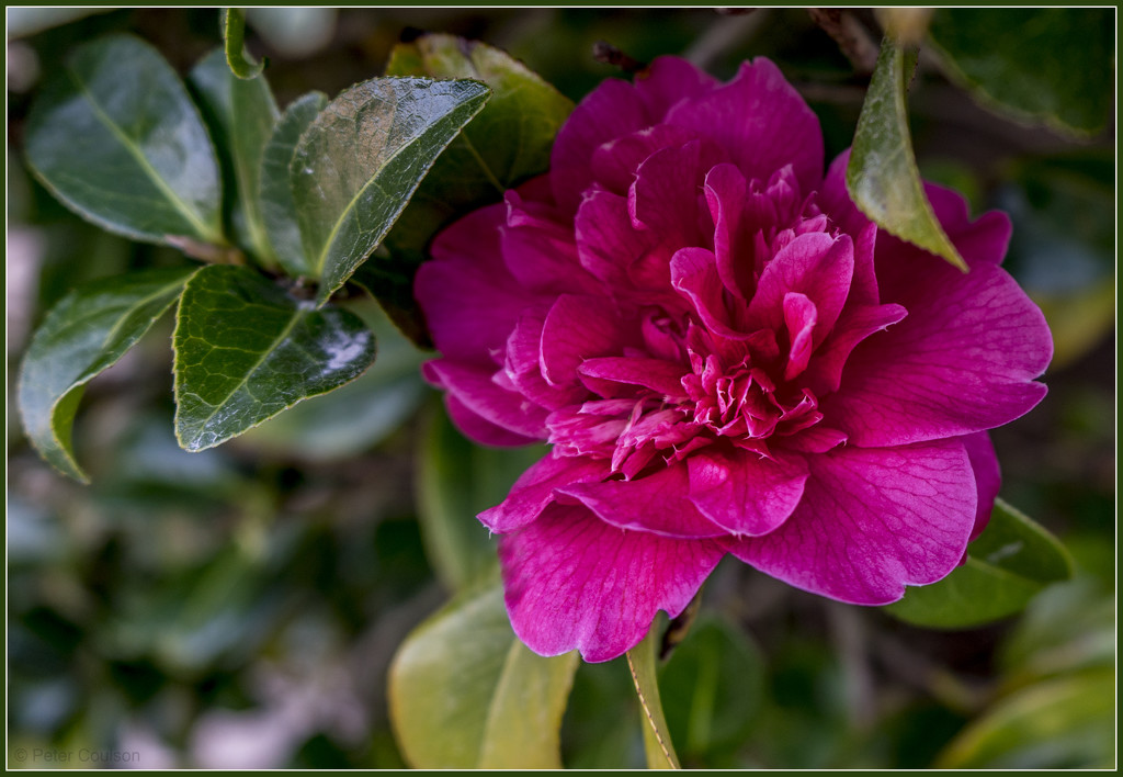 Camellia by pcoulson