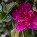 Camellia by pcoulson