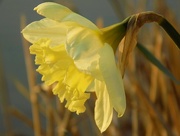 17th Mar 2016 - Daffodil