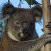 sweetface by koalagardens