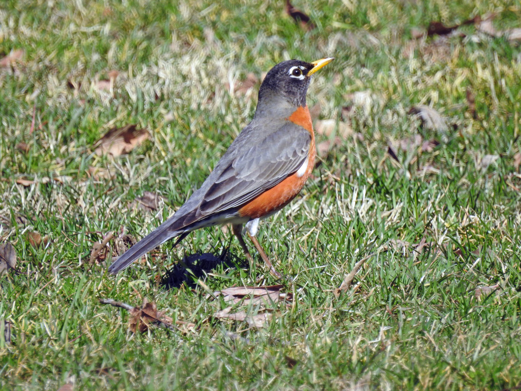 Robin on the Ground by rminer