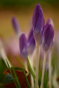 17th Mar 2016 - Purple Spring