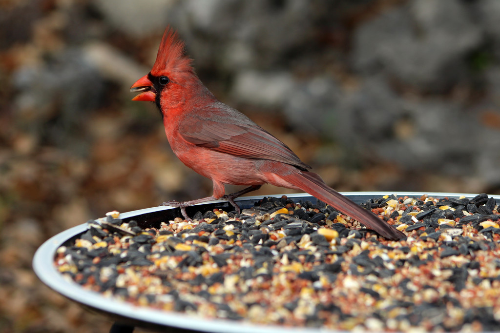 Cardinal by gaylewood