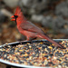Cardinal by gaylewood