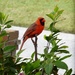Cardinal by mimiducky
