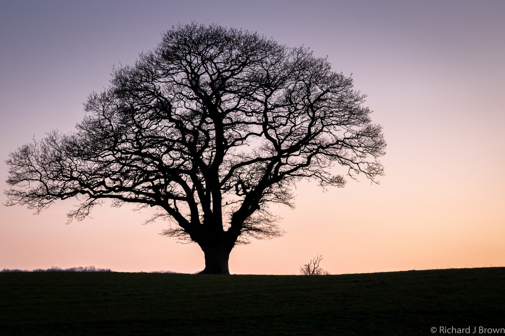 Old Oak Tree by rjb71