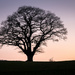 Old Oak Tree by rjb71