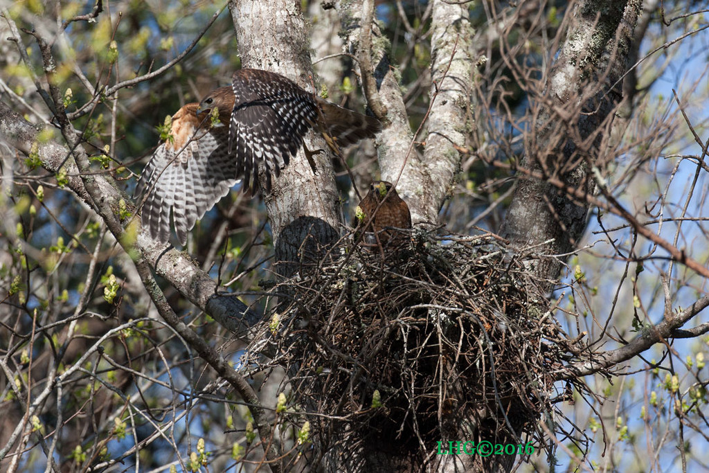 Hawk Nest switching by rontu