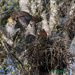 Hawk Nest switching by rontu