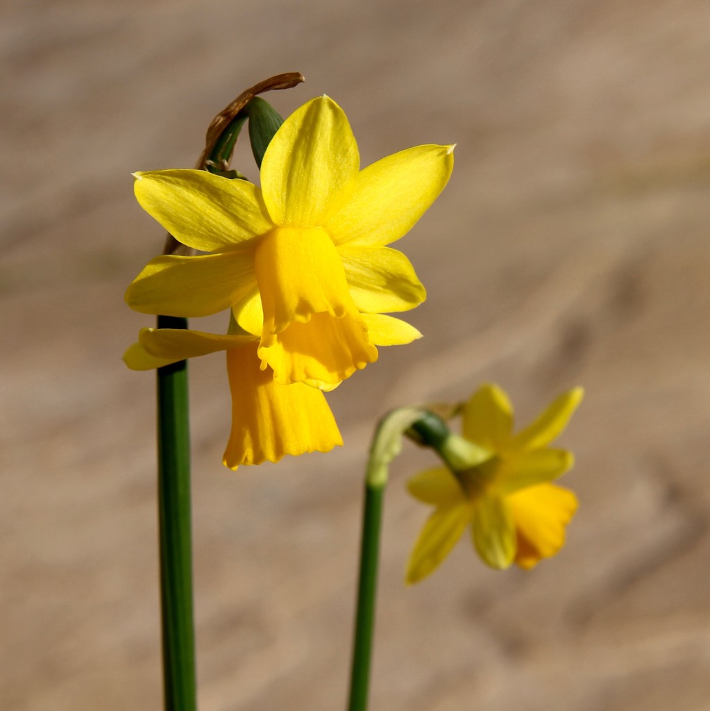 Daffs by daffodill
