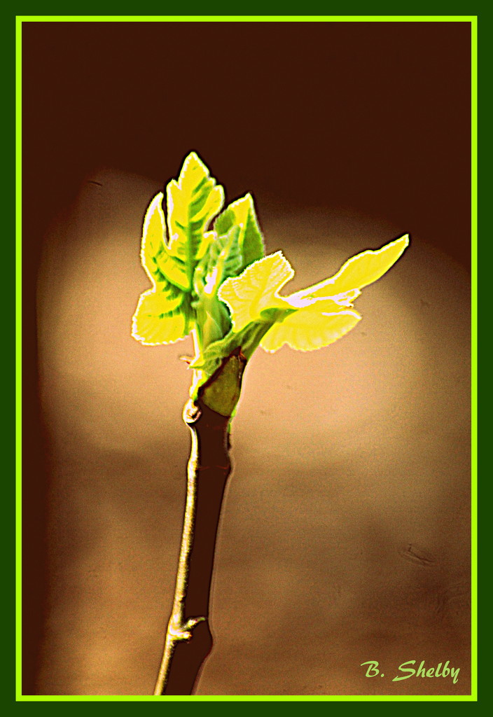 Budding of the Fig Tree by vernabeth