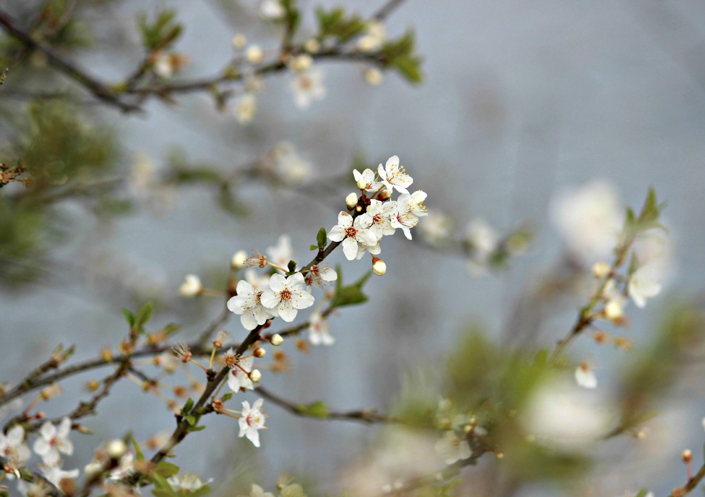 Spring Blossom by wendyfrost