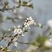 Spring Blossom by wendyfrost