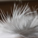 Feathery by jodies
