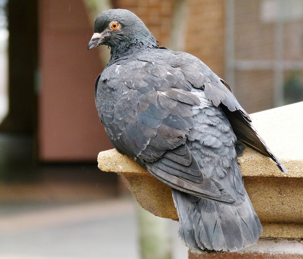 Relaxed Pigeon by onewing