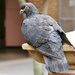 Relaxed Pigeon by onewing