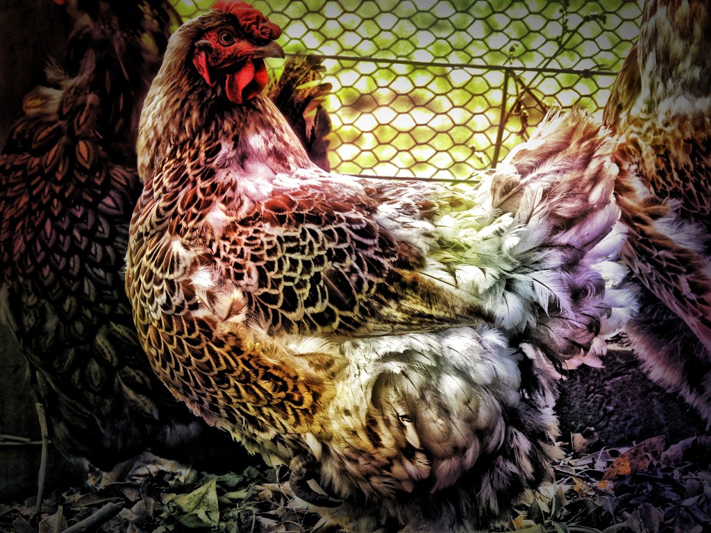 technicolour chicken by yorkshirekiwi
