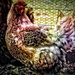 technicolour chicken by yorkshirekiwi