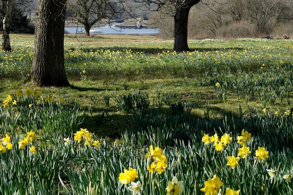 the daffodil meadow by quietpurplehaze