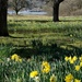 the daffodil meadow by quietpurplehaze